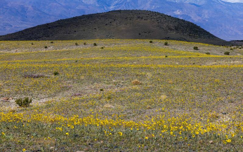 there-s-life-here-death-valley-nears-superbloom-status-as