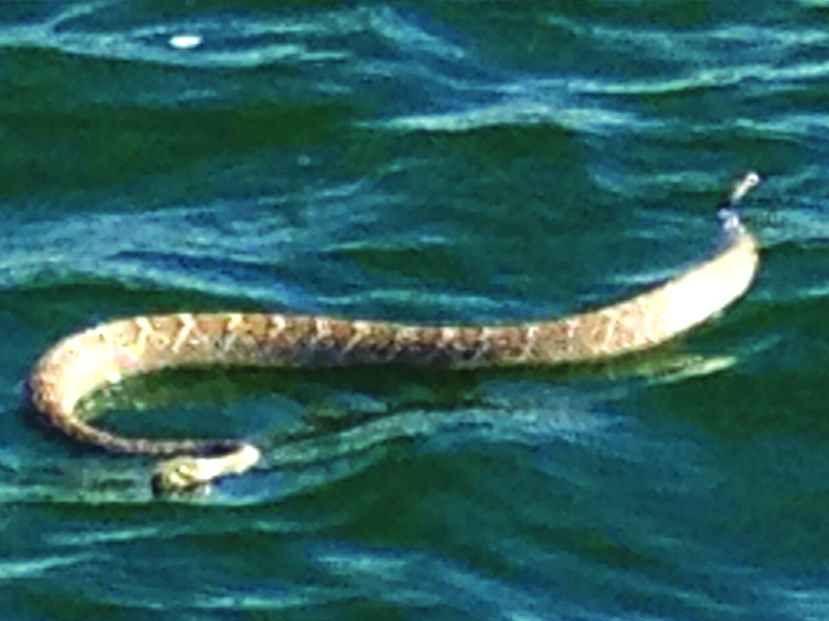 Photos Wildlife in Lake Havasu City Galleries