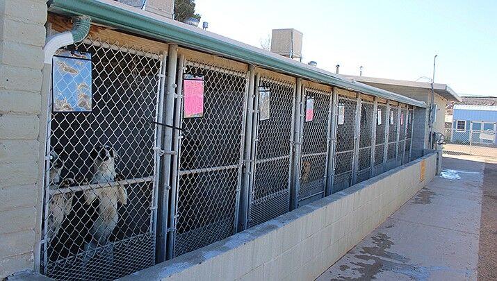 New Mohave County animal shelter ‘on track’ for an August 2023
