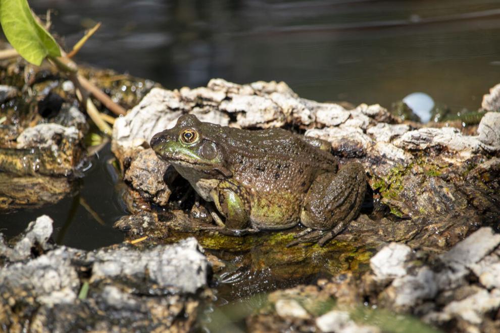 The tiny frog that could: How Arizona is pulling a threatened species back from the edge