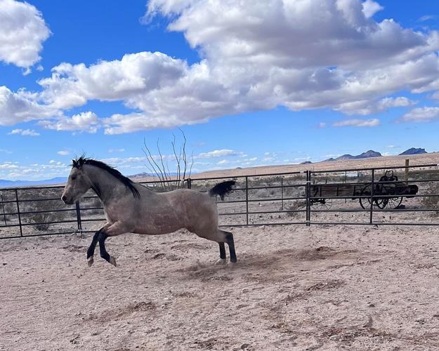Yucca horse farm assists Havasu youth affected by trauma