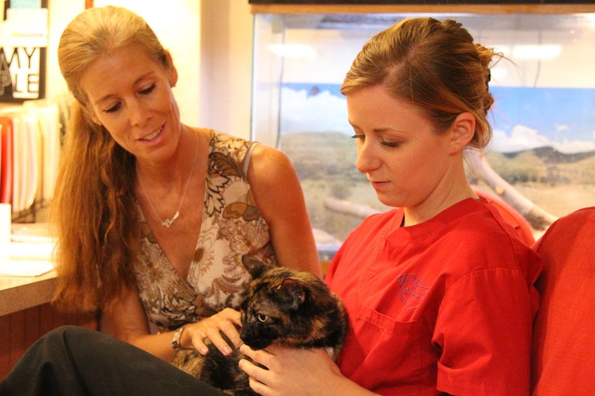 Havasu's 'shipwrecked' cat finds new home Local News Stories