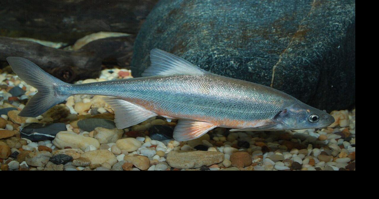 Status of one native fish improving, but another remains endangered ...