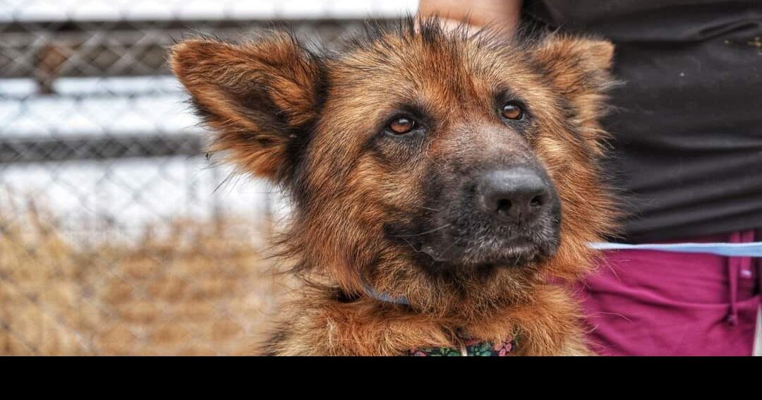 Mohave County Animal Shelter at max capacity Complimentary