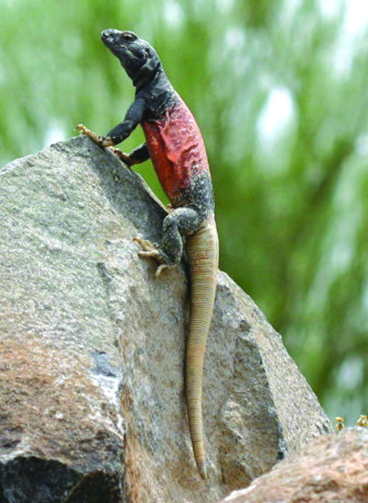 Photos Wildlife in Lake Havasu City Galleries