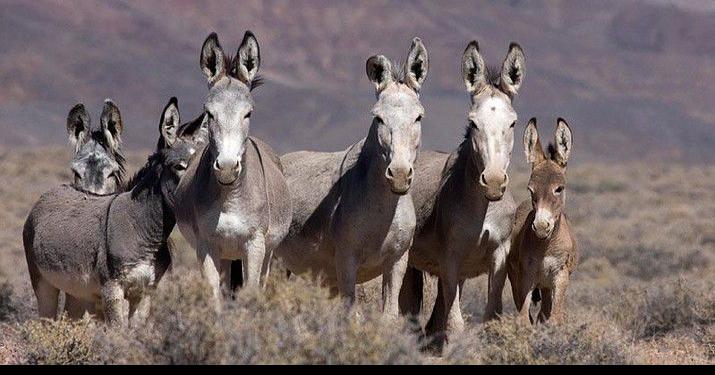 Feds looking for person who shot 5 burros shot at Death Valley National Park