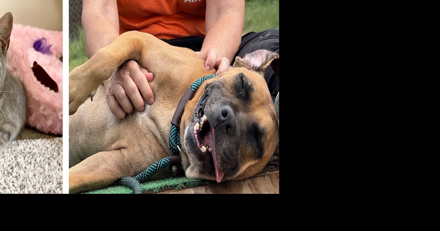 Pets of the Week – February 18, 2026