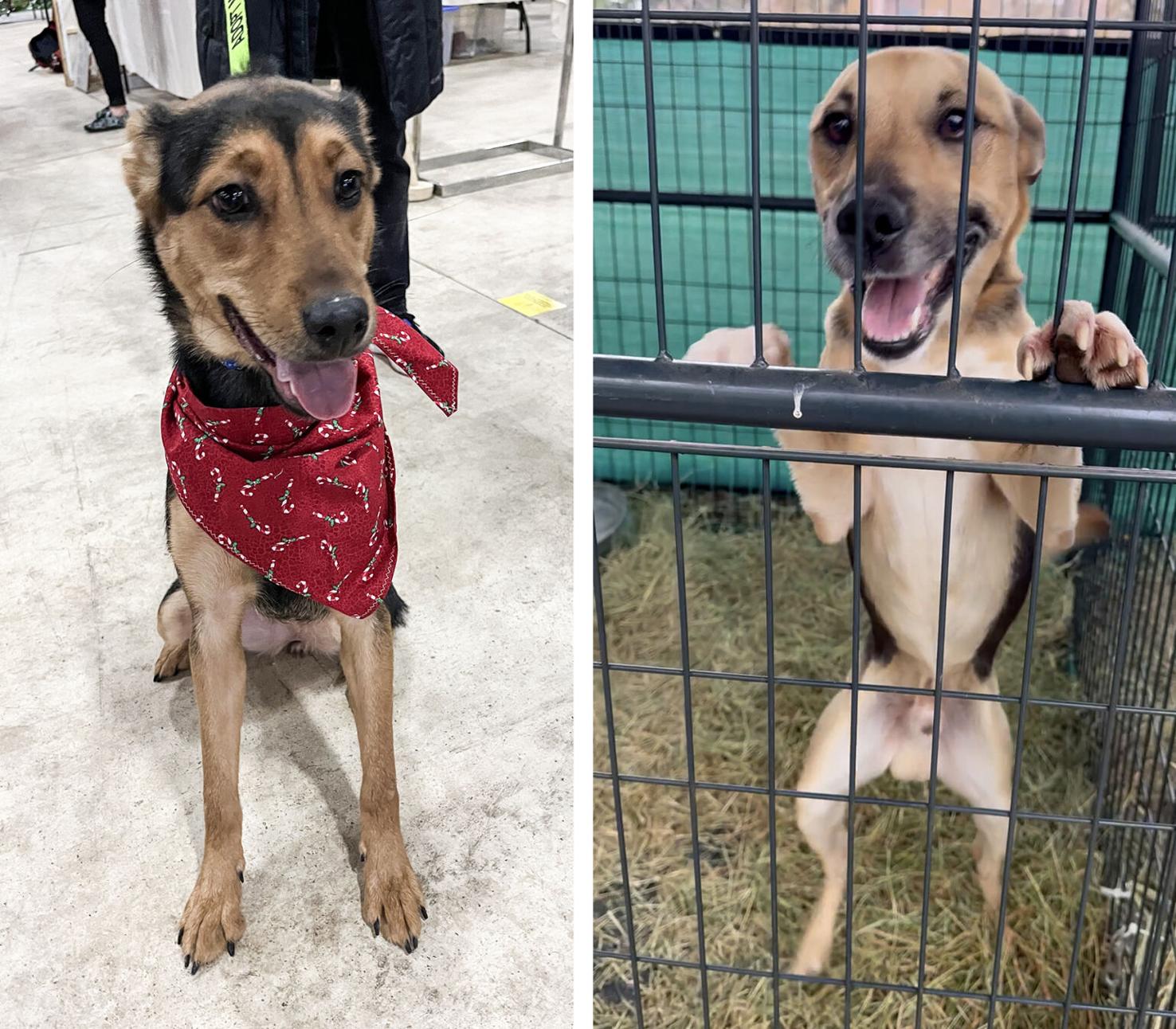 Pets of the Week December 31. 2024 Community Life