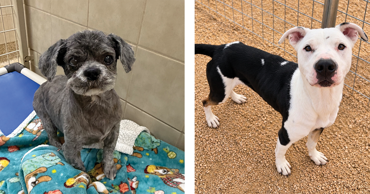Pets of the Week