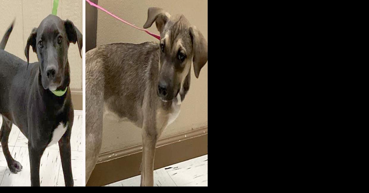 Pets of the Week – January 14, 2025