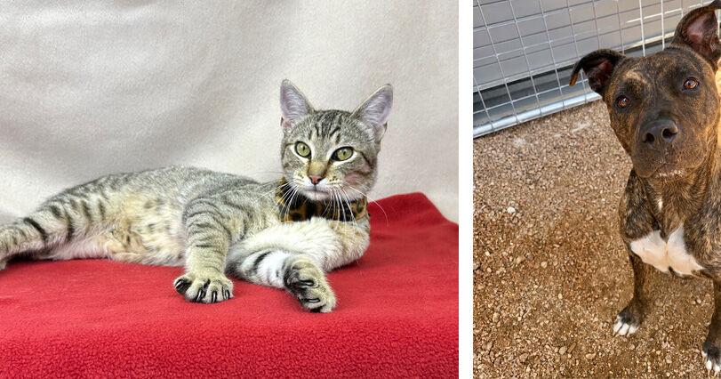 Pets of the Week – August 19, 2026