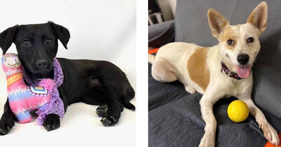 Pets of the Week – January 28, 2025