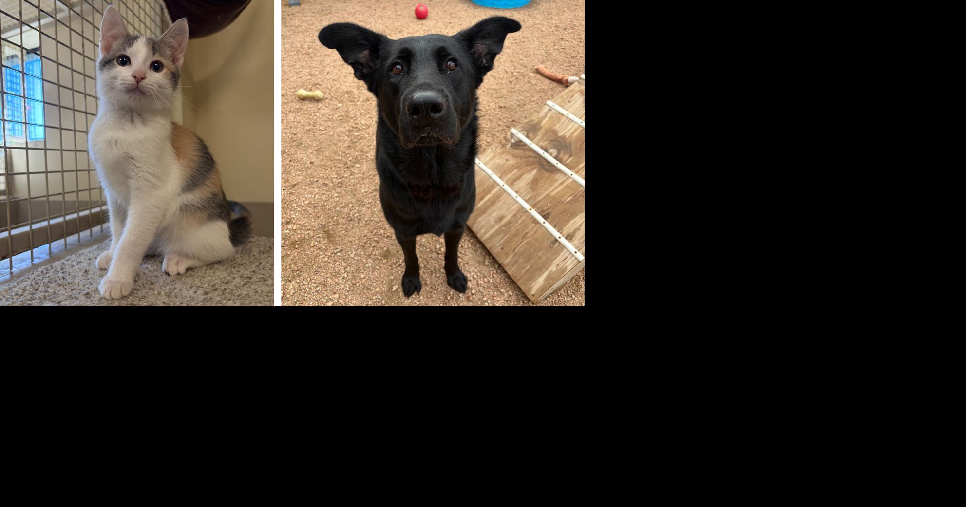 Pets of the Week