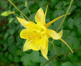 Yellow Columbine: a NICE plant for your spring shade garden | |  hccommunityjournal.com
