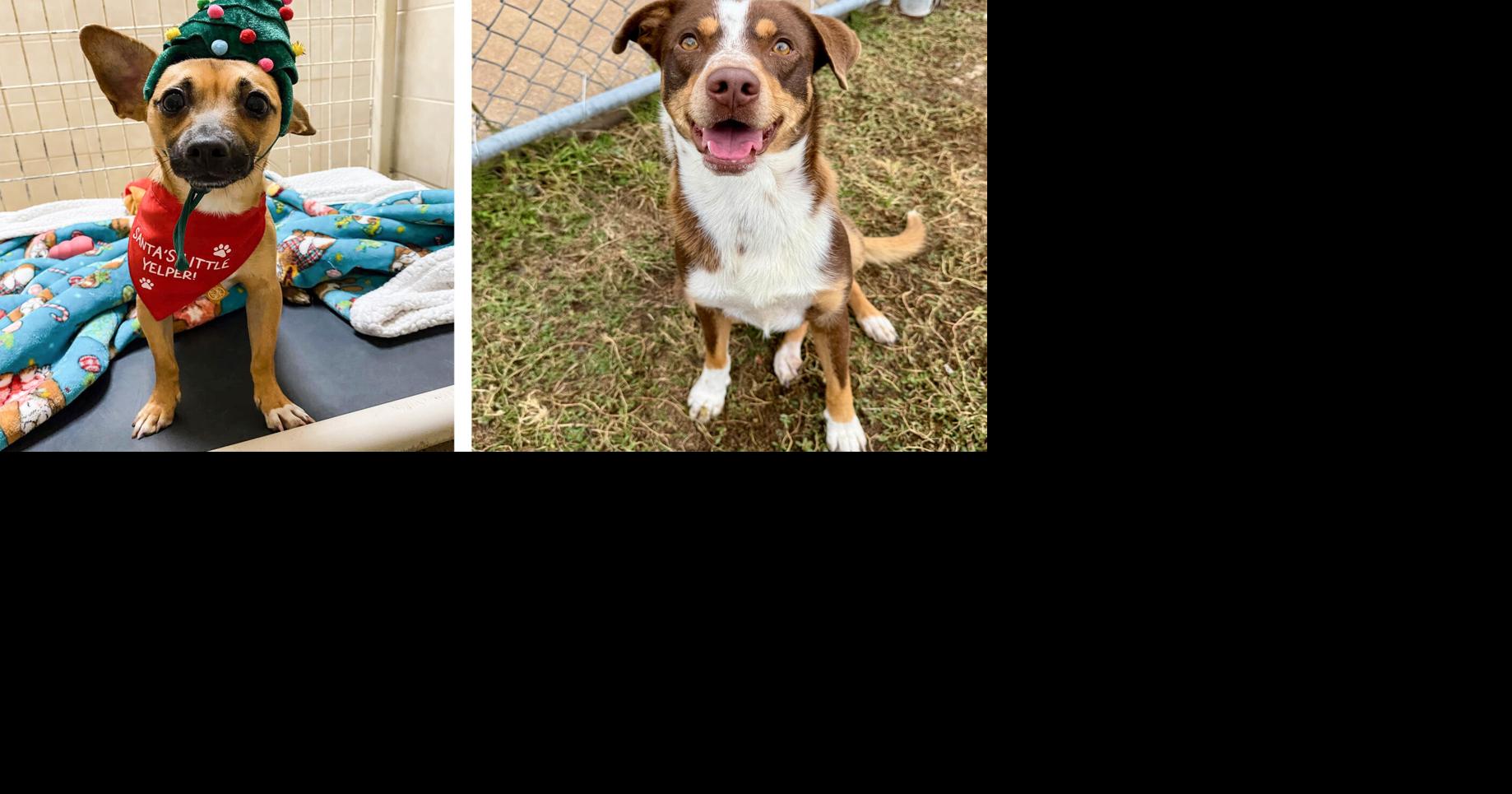 Pets of the Week – December 3, 2025