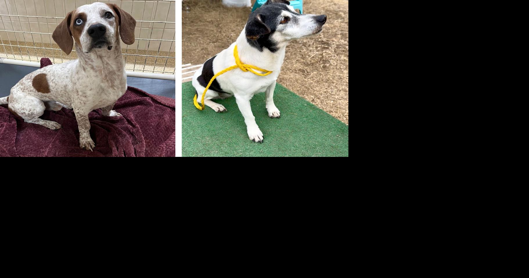 Pets of the Week – February 4, 2026