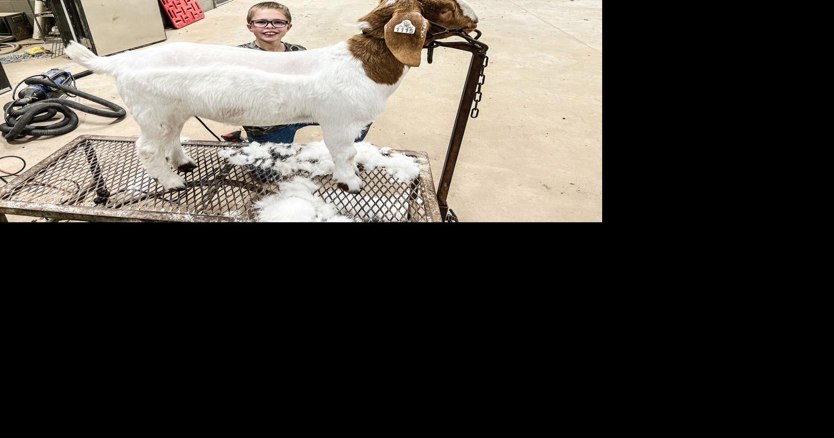 Kerr County Stock Show this week