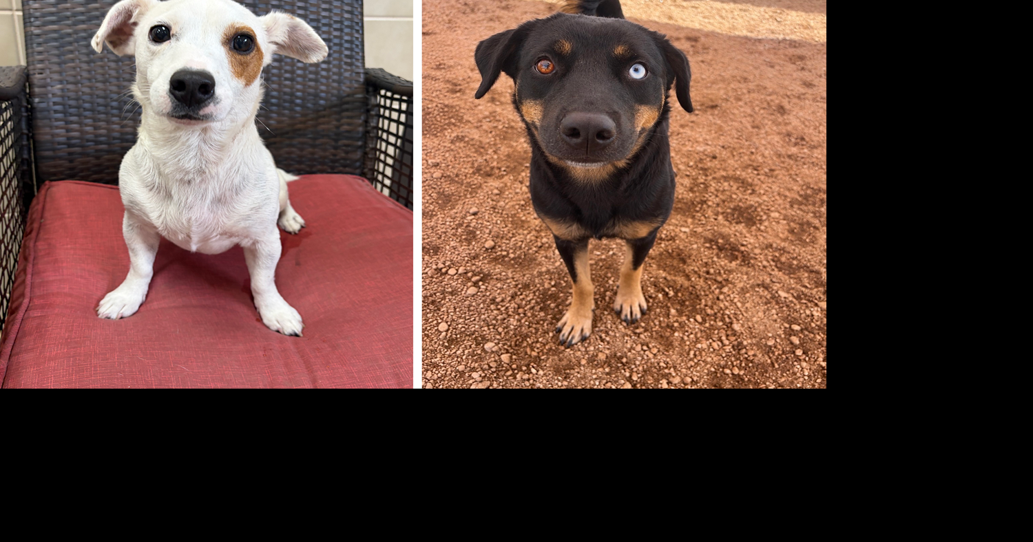 Pets of the Week