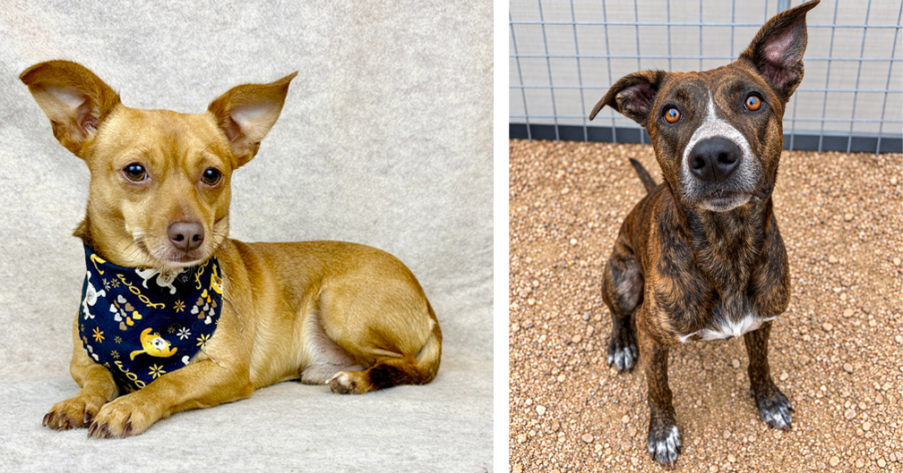 Pets of the Week – October 21, 2026