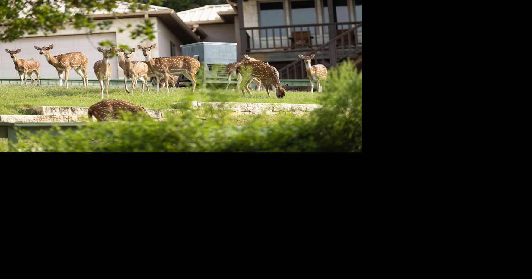 Local partnership tackles flood recovery with focus on deer management project
