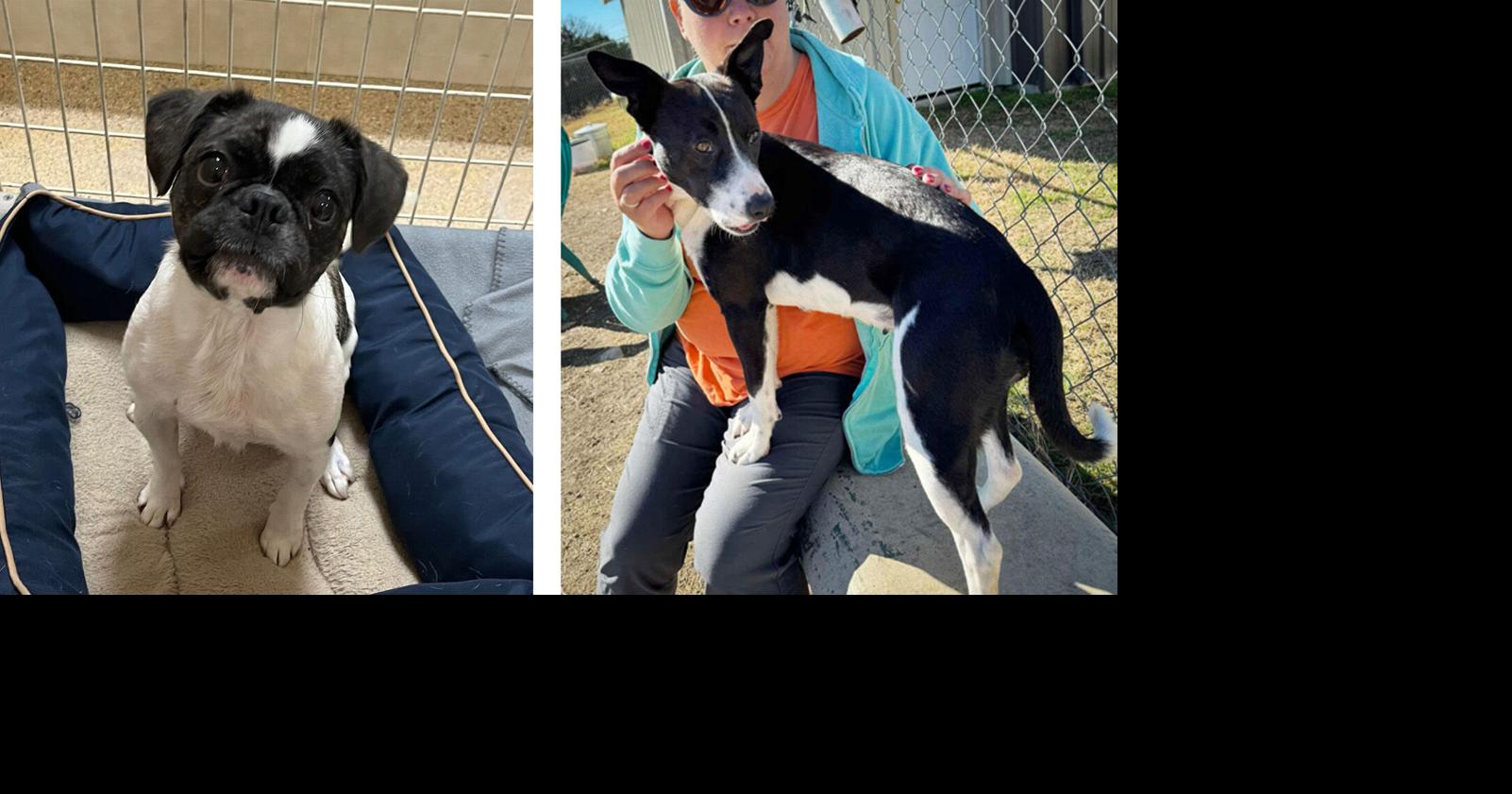 Pets of the Week – March 11, 2026