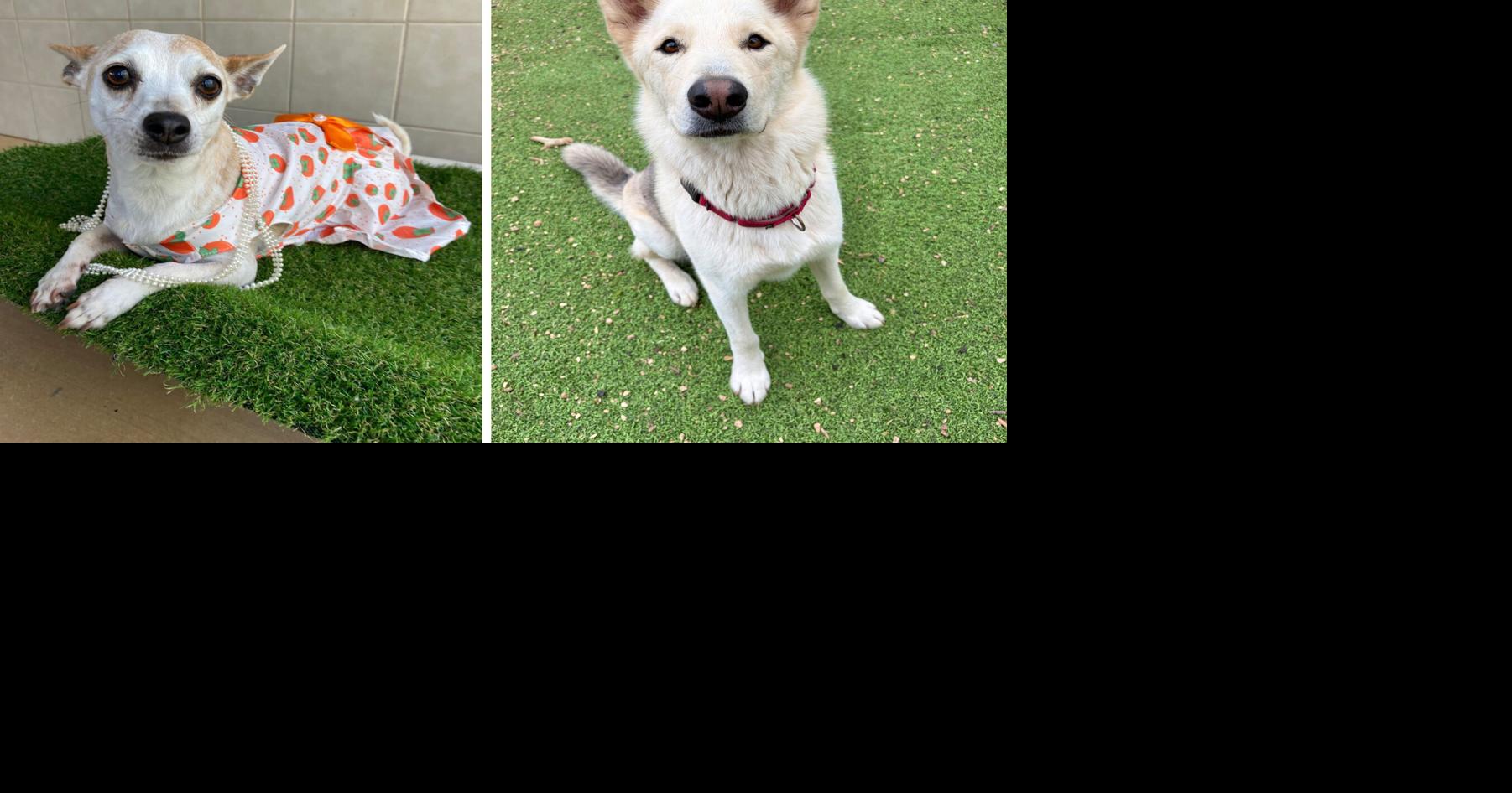Pets of the Week