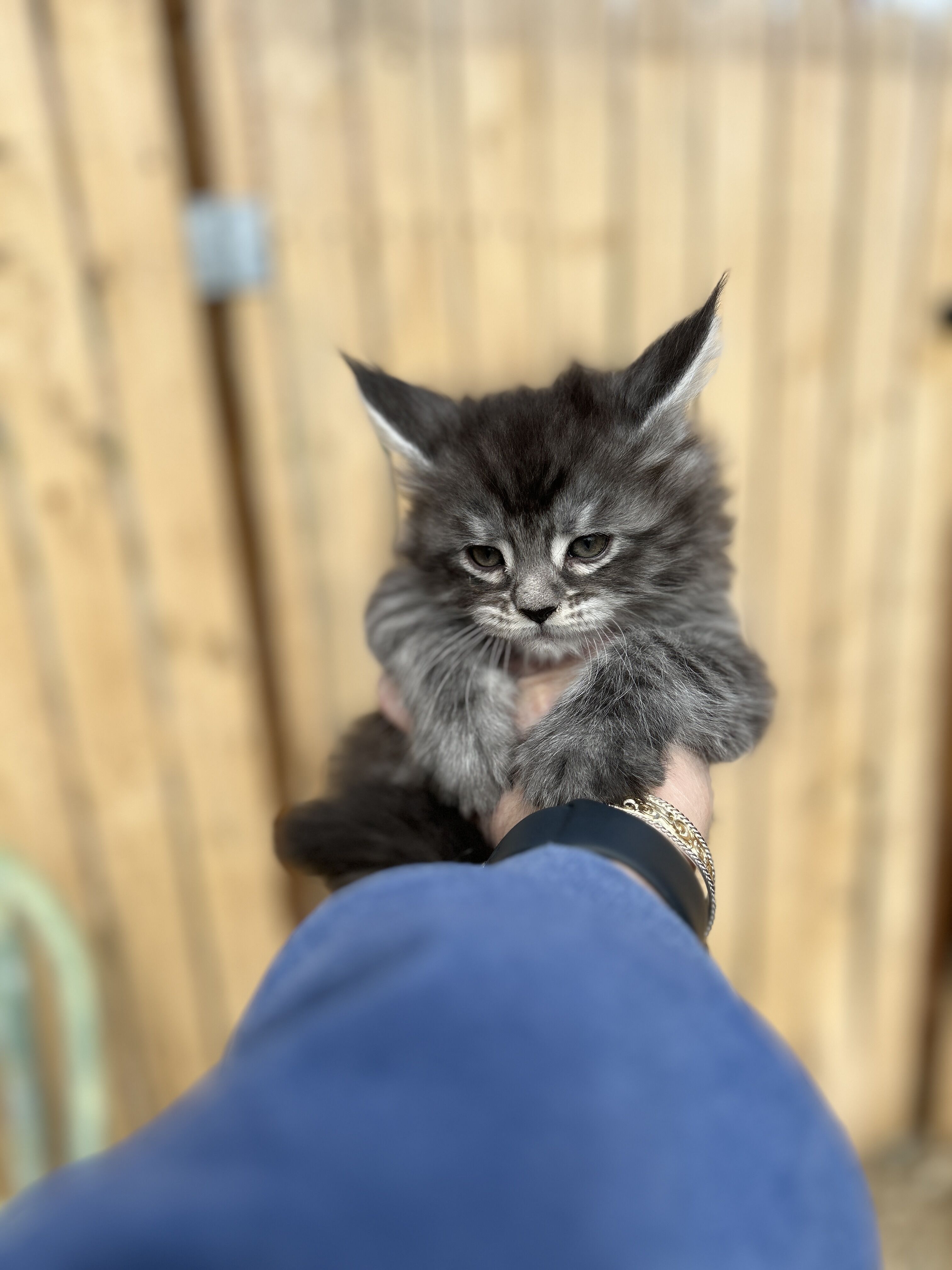 Maine Coon kittens looking for