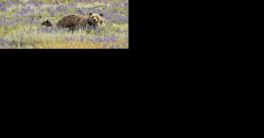 Biologist's tenure along Beartooth Front spans from grizzly bear listing to repopulation - Vimarsana News