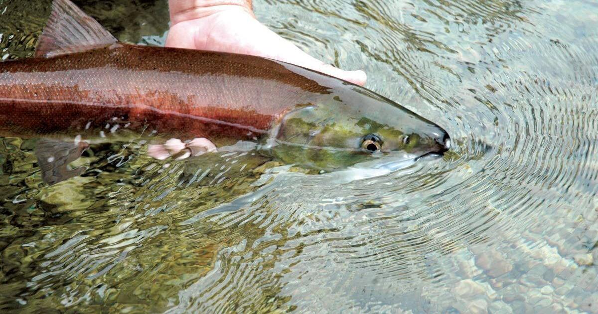 Idaho's Snake River sockeye salmon return robust after several bad years - Vimarsana News