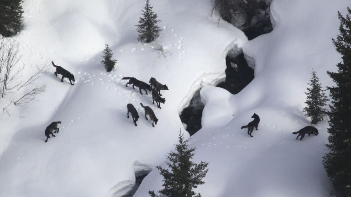 Montana Senate committee advances more wolf bills - Vimarsana News