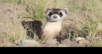 18 black-footed ferrets released near Meeteetse - Vimarsana News