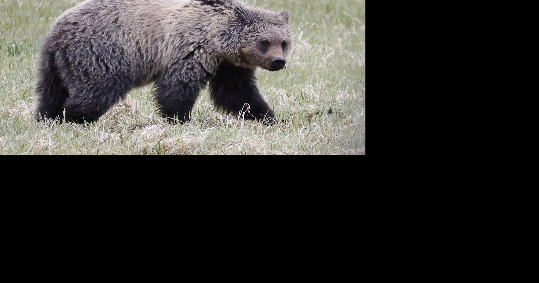 Hunters kill 2 Missoula County grizzly bears in case of 'mistaken identity' Oct 29, 2026 8 hrs ago