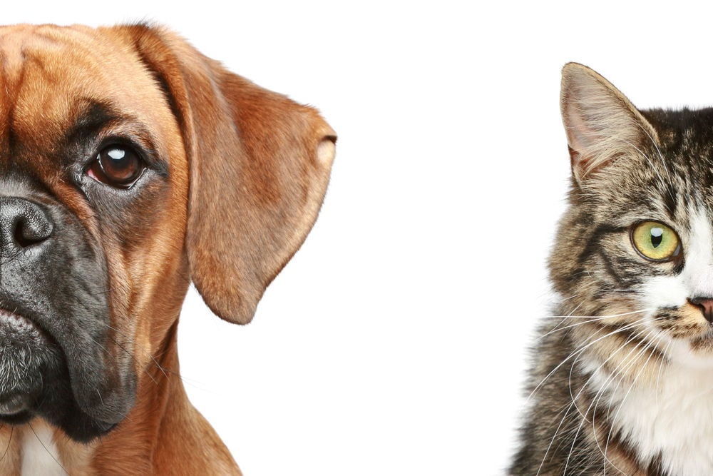 Dog friendly hot sale cat breeds