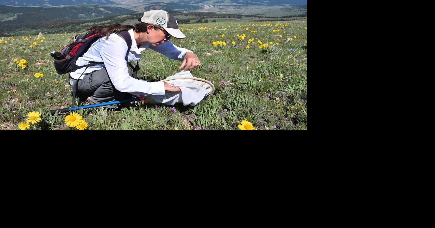 Judge stalls Gravelly Mountains logging project citing threat to grizzlies Jul 30, 2026 9 mins ago