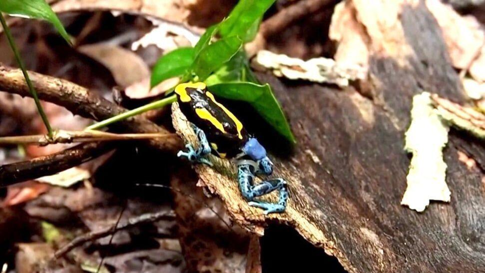 Poison Dart Frogs of ia Poster Print -  Canada