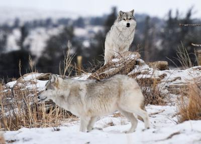 Captive wolves