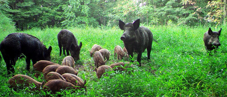 Wild hogs