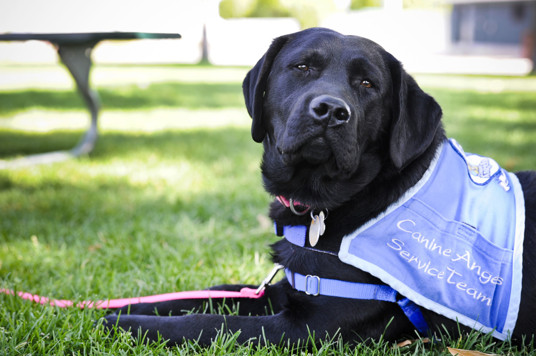 labrador retriever service dog breeders