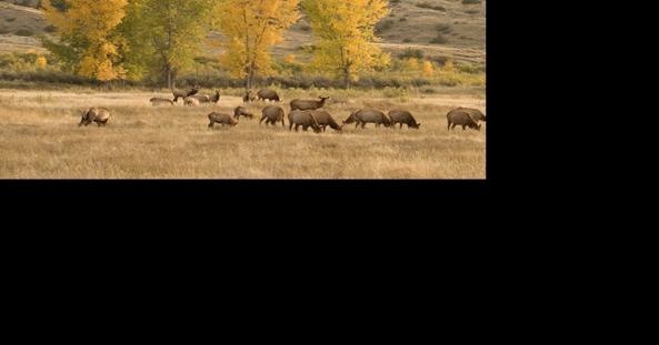 Conservation groups, FWP disagree over defense against elk regulation lawsuit - Vimarsana News