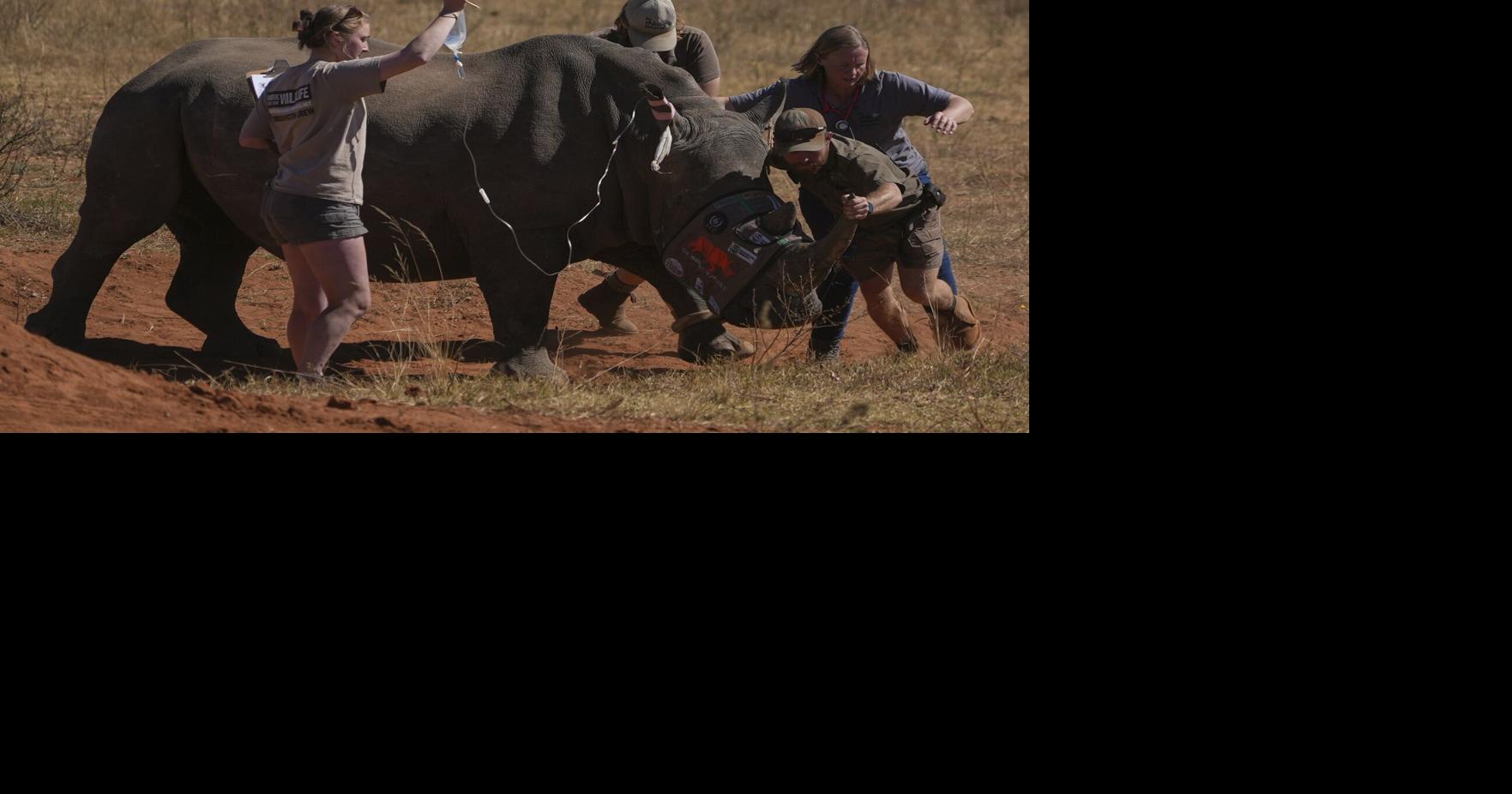 Scientists in South Africa are making rhino horns radioactive to fight poaching