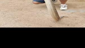 Rattlesnake-bite victims showing extreme symptoms | National | helenair.com