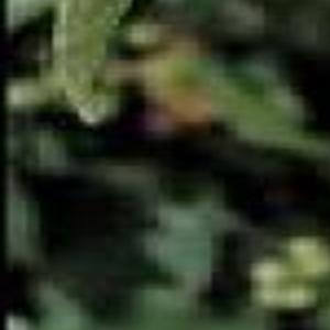 Lewis Mockorange Idaho S State Flower Outdoors Helenair Com