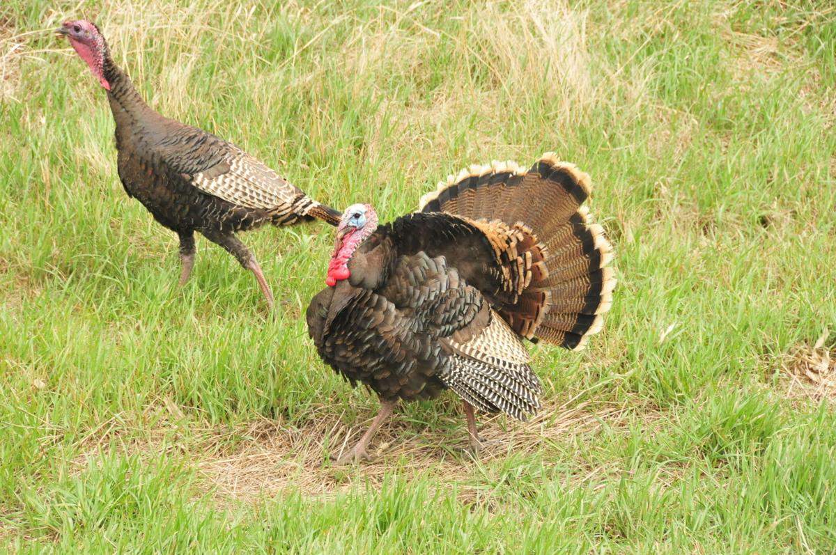 double-gobble-the-tale-of-montana-s-two-types-of-turkeys-natural