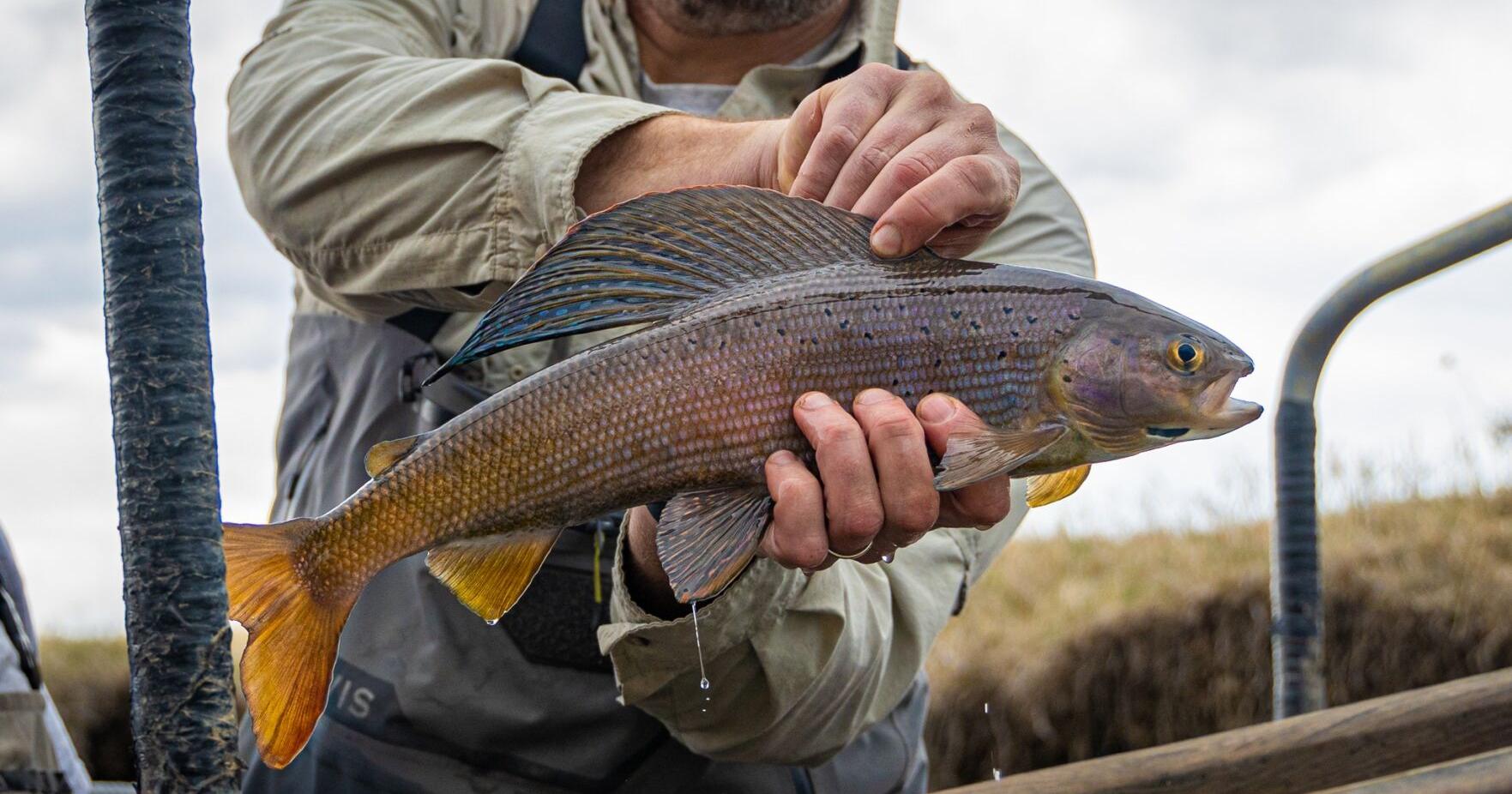 Photos: Centennial Valley Arctic grayling sampling by Montana FWP - Vimarsana News