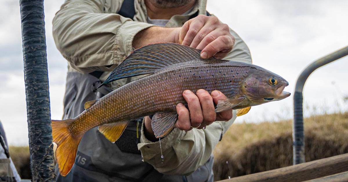 Photos: Centennial Valley Arctic grayling sampling by Montana FWP