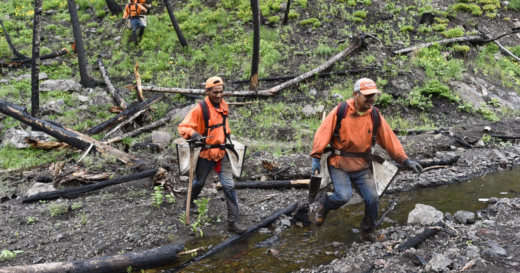 Wildfire restoration uses carbon credits - Vimarsana News
