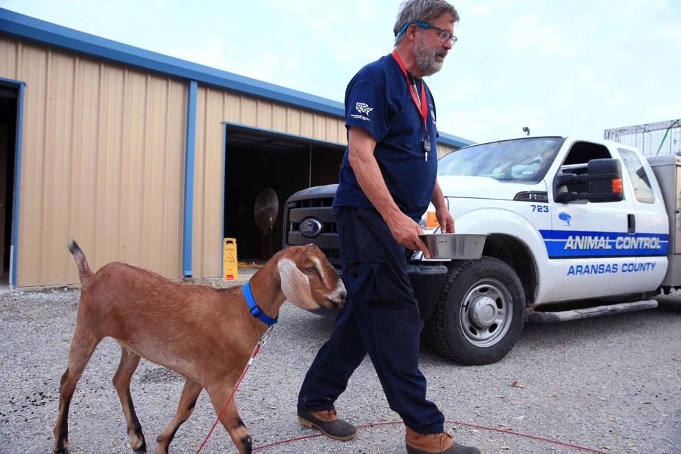 Billings man heads south to rescue abandoned pets and livestock during
