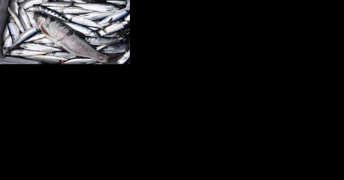 Georgetown Lake study attempts to understand trout, kokanee growth - Vimarsana News