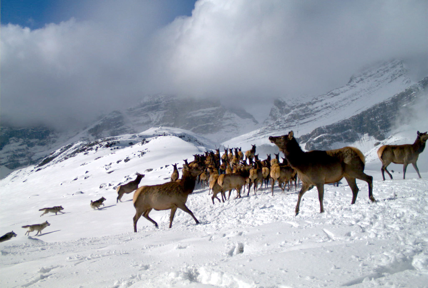 Camera traps shed new light on wildlife biology