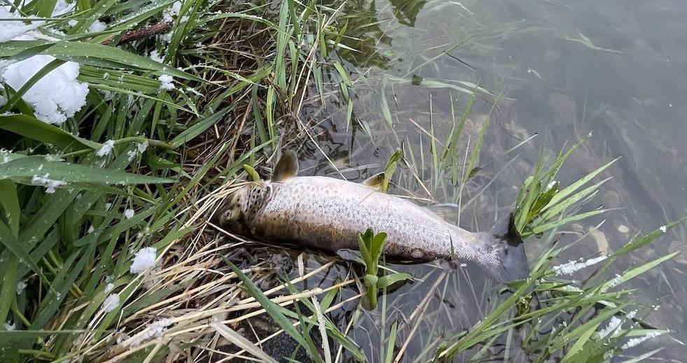 Dead fish